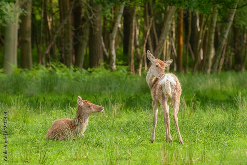 very young red deer fawns in woodland