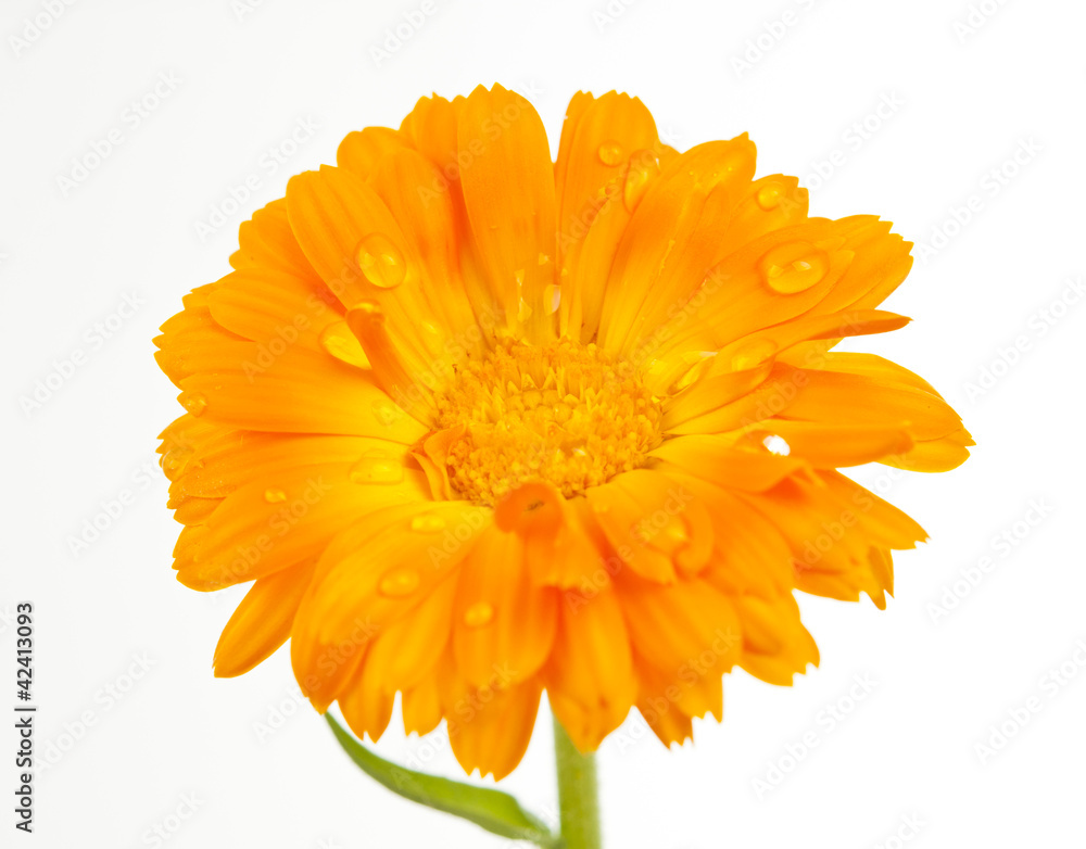 marigold with dew drops isolated marigold with dew drops isolated