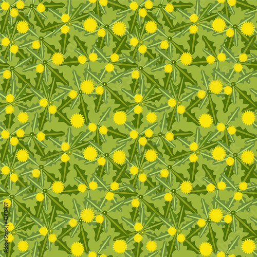 dandelion flowers in bloom on the meadow