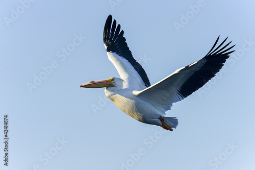 american white pelican, pelecanus erythrorhynchos