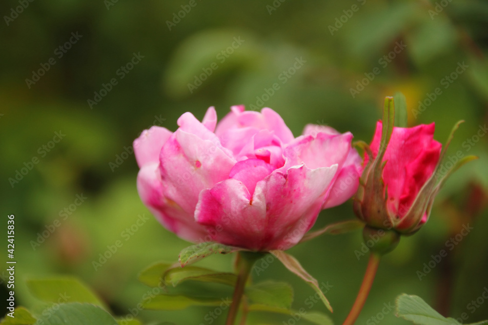 historische rosa Rose