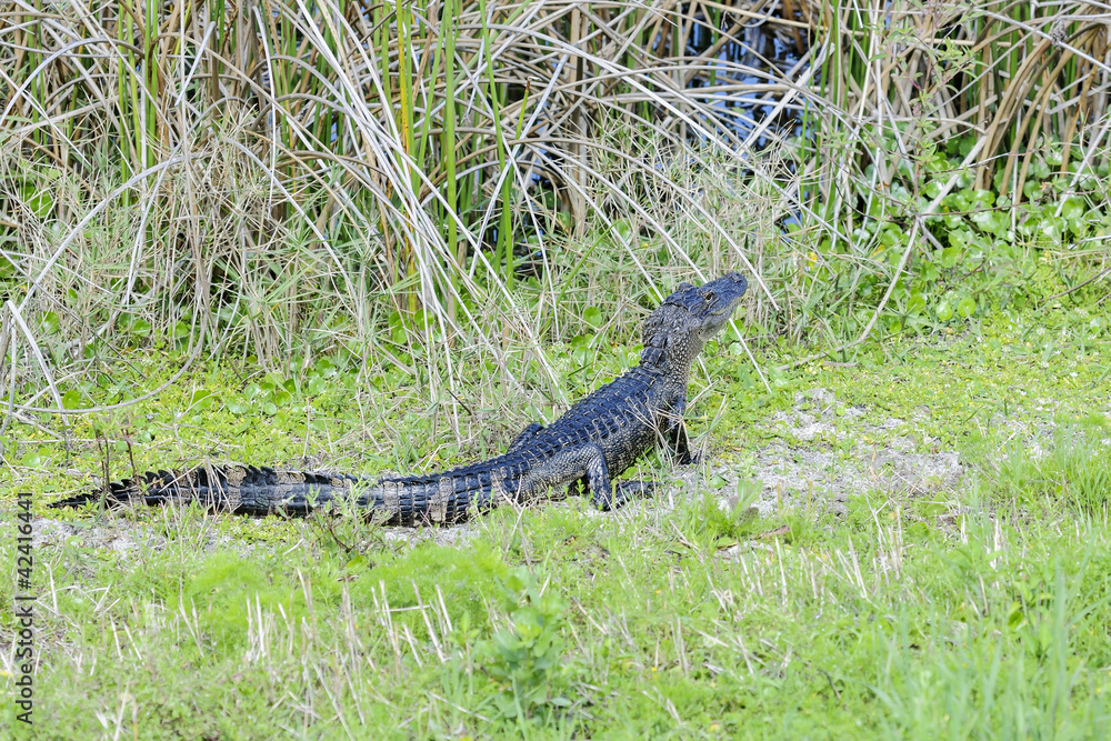 alligator mississippiensis, american alligator alligator mississippiensis, american alligator