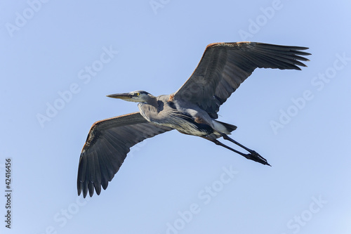great blue heron, ardea herodias © hakoar