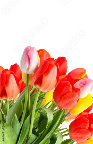 Bunch of tulips