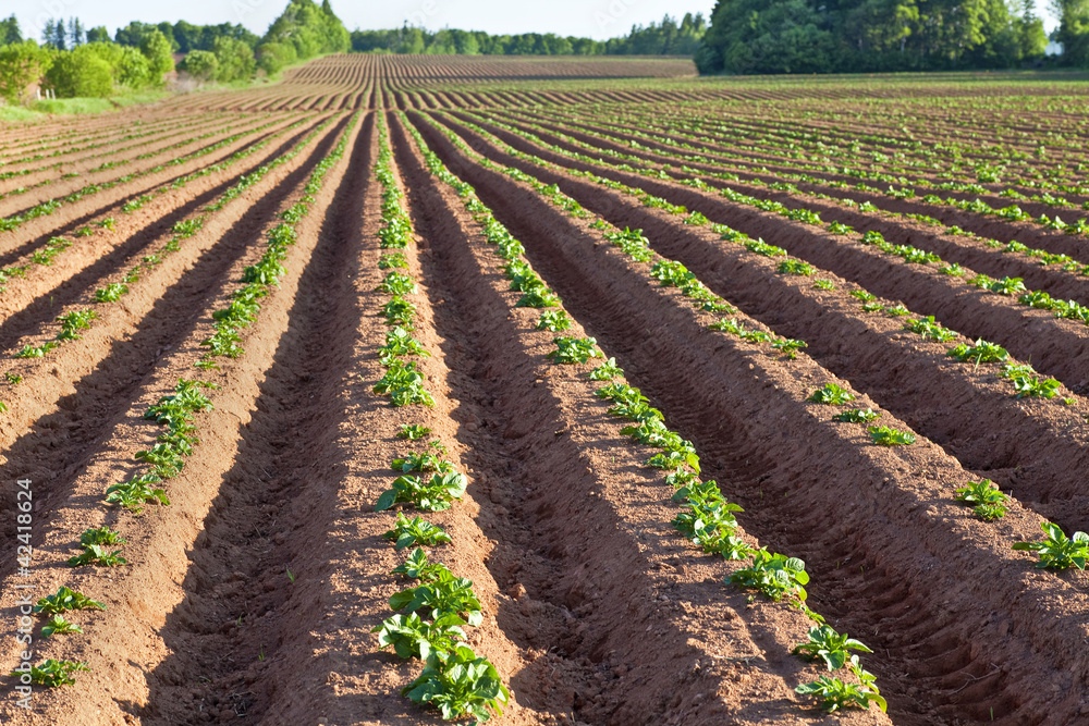 Potato Field Potato Field