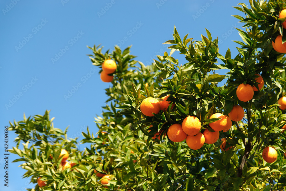 Orange Tree