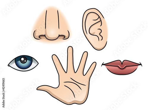 5 Senses