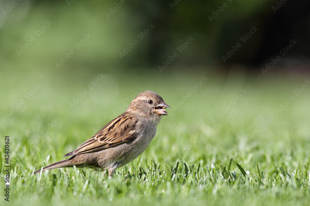 Fototapeta premium Haussperling (Passer domesticus)
