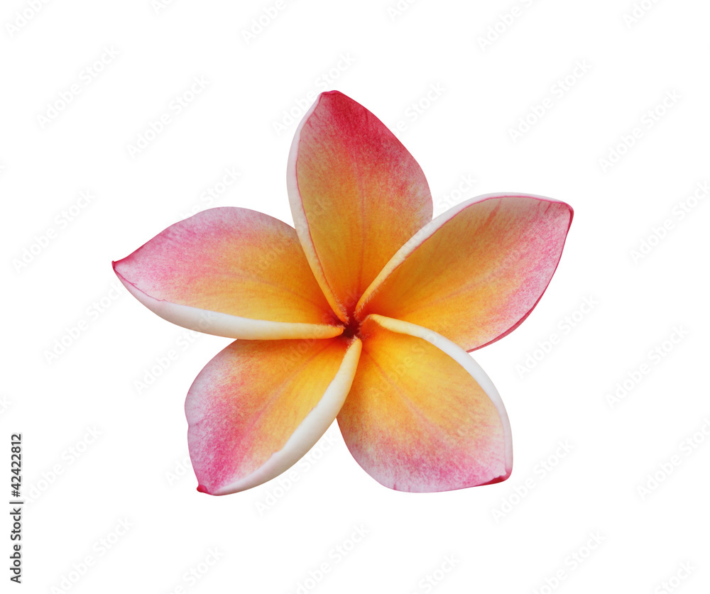 Frangipani, Pumeria flower isolated on white