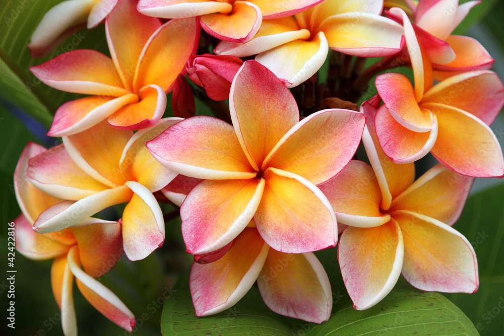 Frangipani, Plumeria flower Frangipani, Plumeria flower
