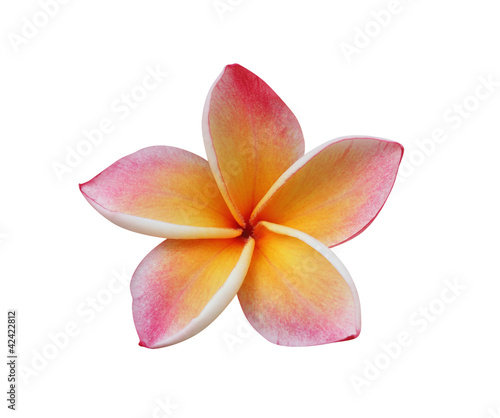 Frangipani, Pumeria flower isolated on white photo