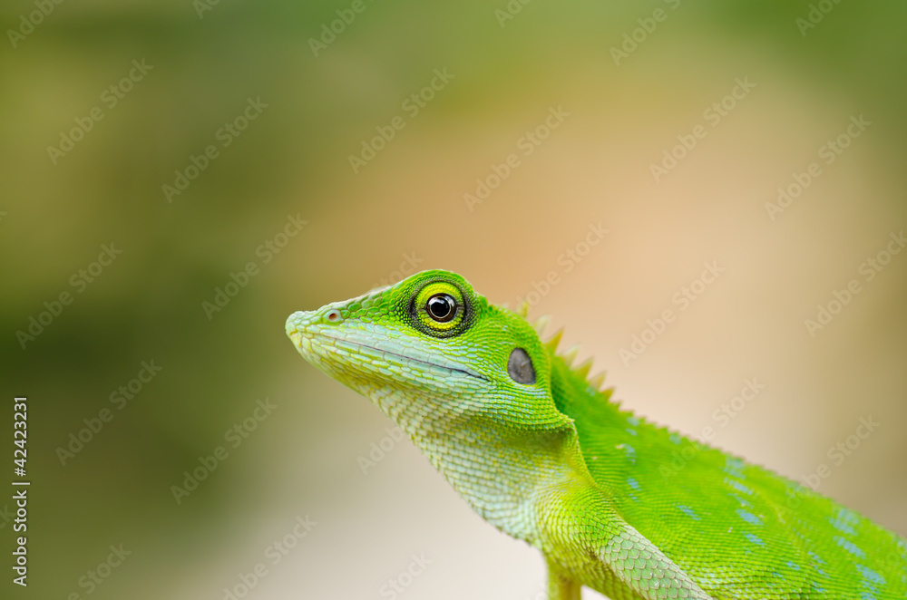 Naklejka premium Beautiful green gecko lizard