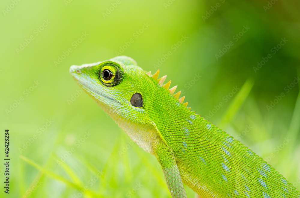 Beautiful green gecko lizard Beautiful green gecko lizard