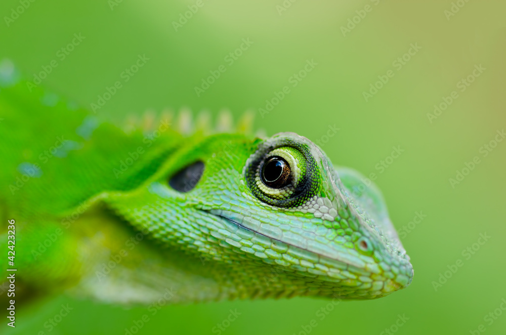 Close-up green gecko Close-up green gecko