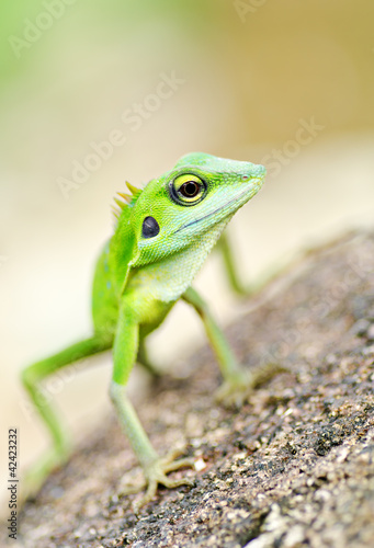 Beautiful green gecko
