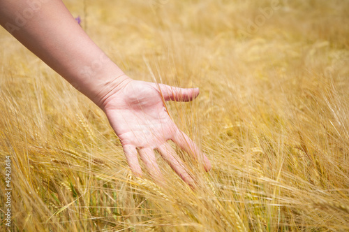 Hand in wheat field