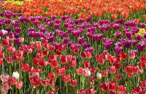 Field of red and purple tulips