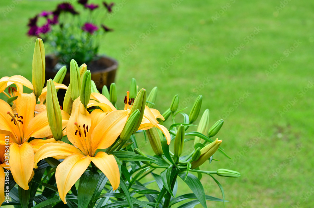 Fototapeta premium Yellow Lily's on the lawn in the garden, Lilium