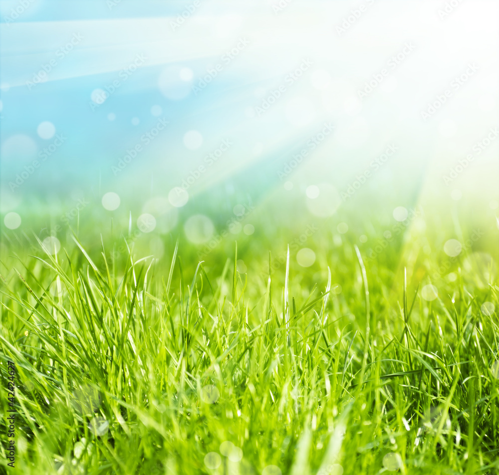 grass grass