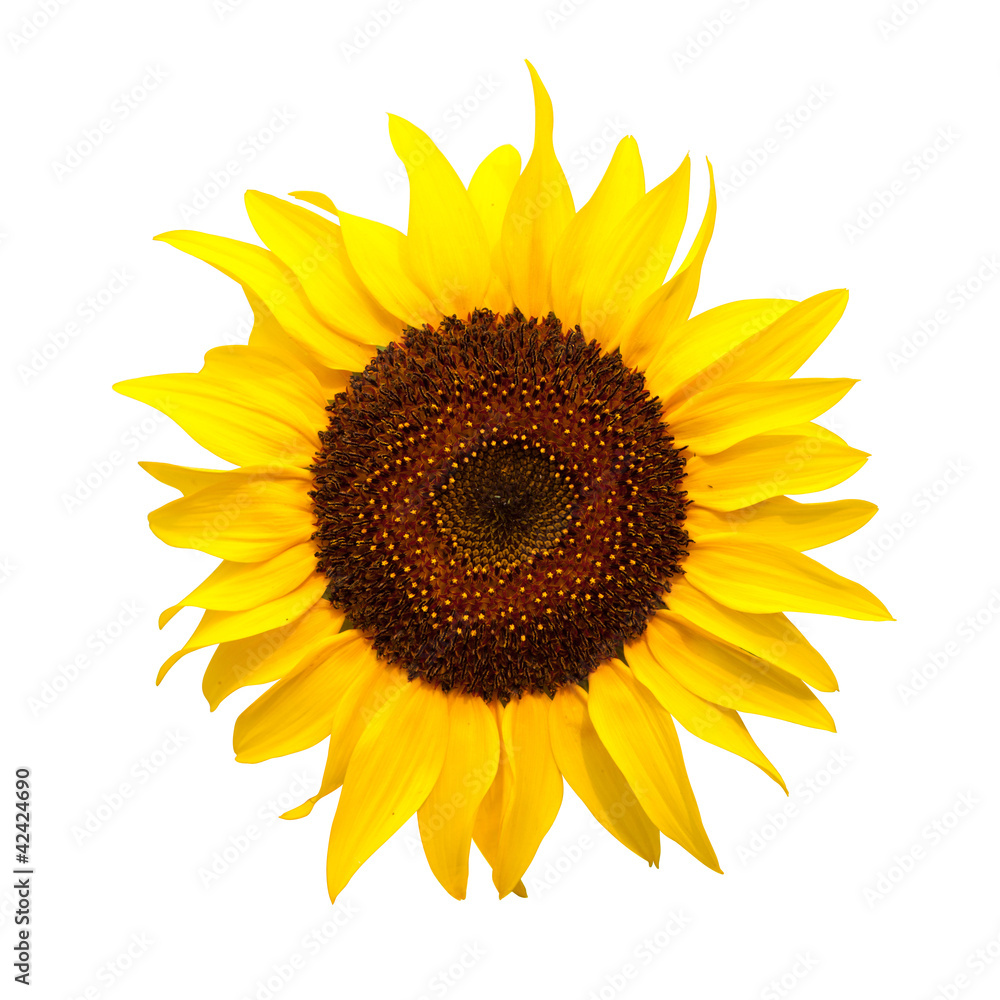 Fototapeta premium Isolate of Sun flower