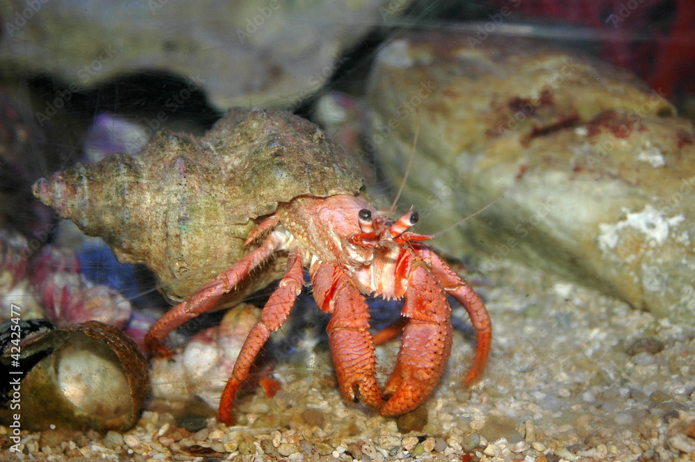 Crab under water Crab under water