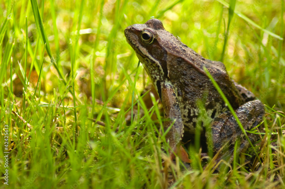 Rana temporaria