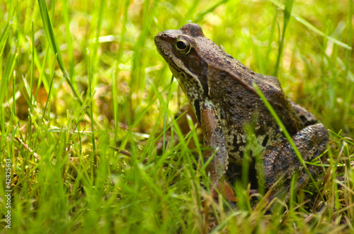 Rana temporaria photo