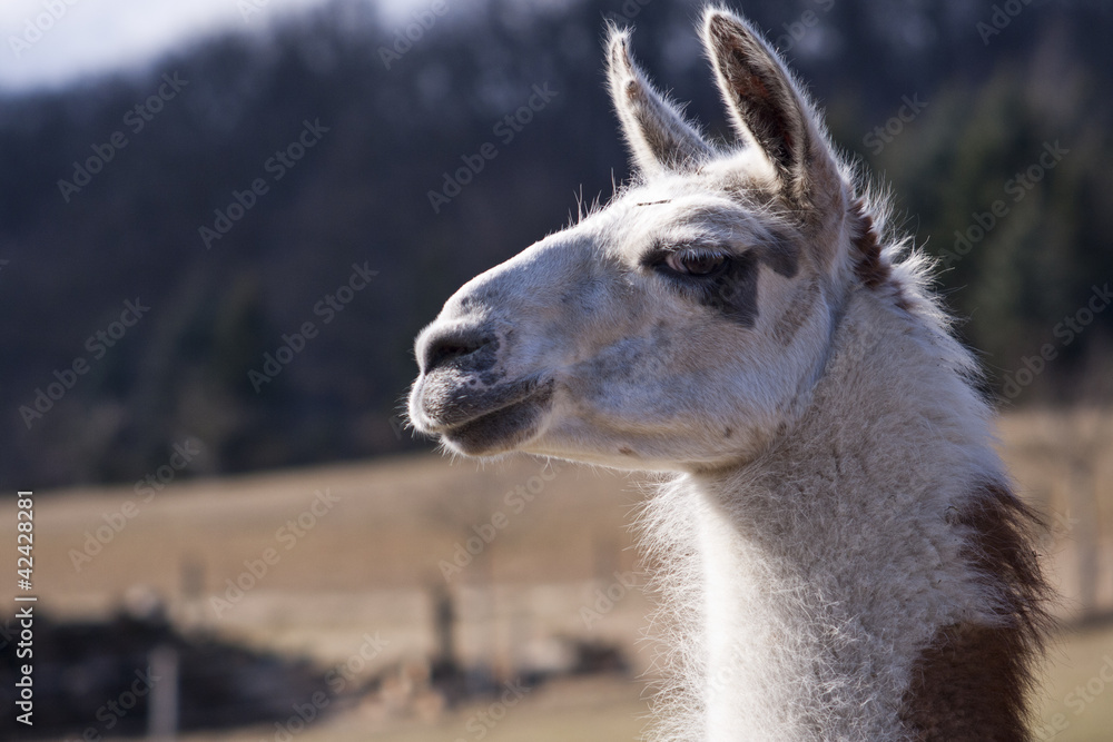 Obraz premium Llama Portrait
