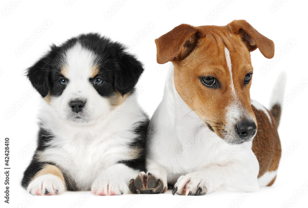 Australian Shepherd dog, and a Jack Russell Terrier Australian Shepherd dog, and a Jack Russell Terrier