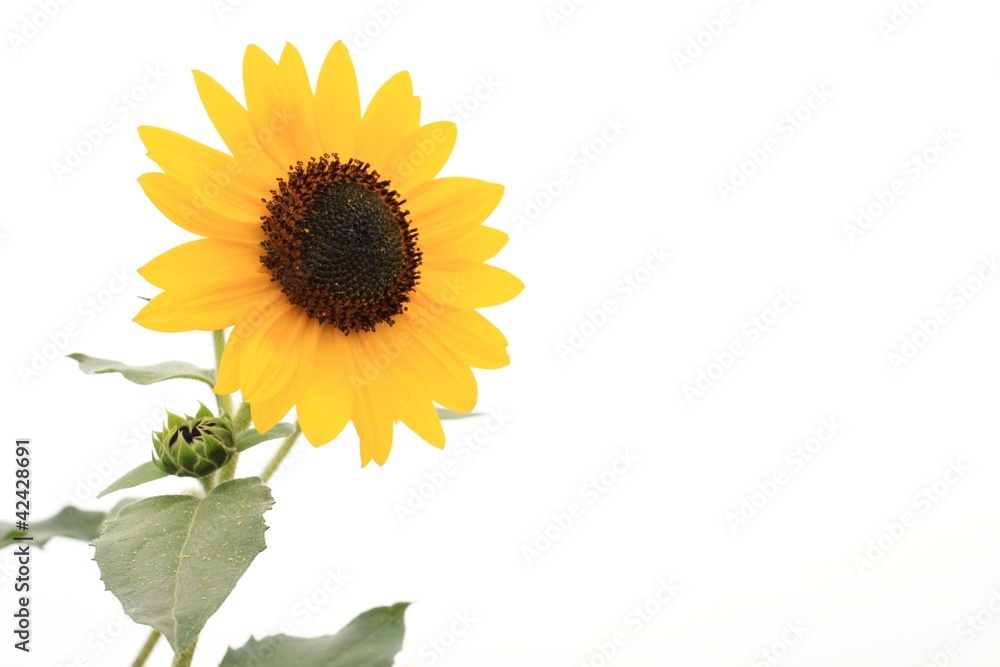 Fototapeta premium ヒマワリの花