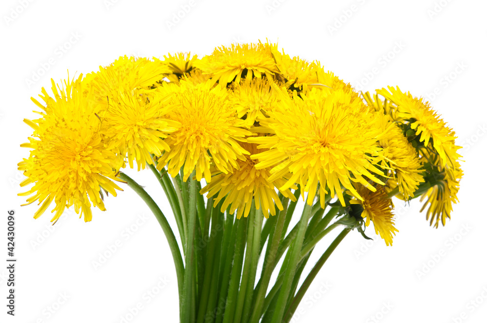 dandelion flowers dandelion flowers