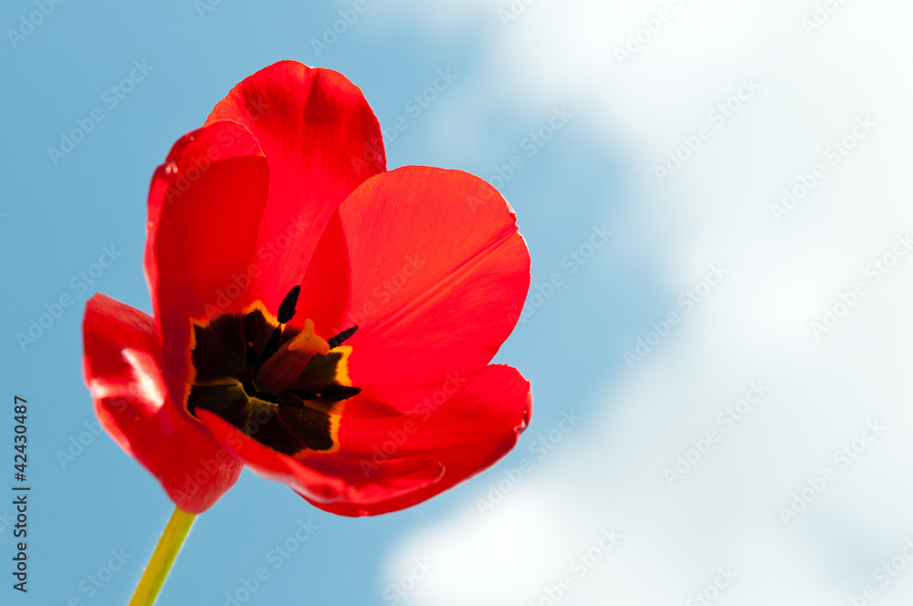 Obraz premium flower on blue sky