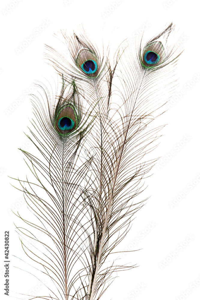 Obraz premium Peacock Feathers on white background