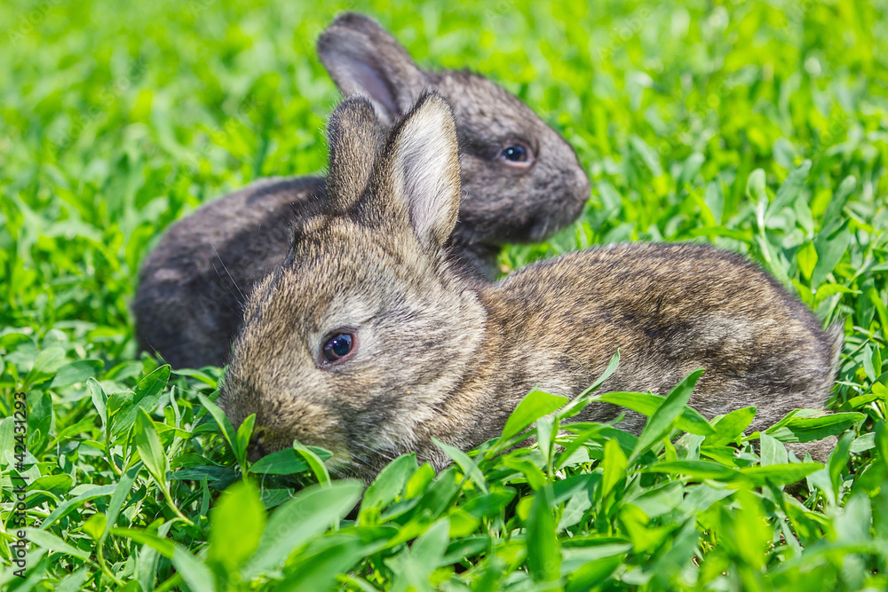 Little gray rabbit on the green lawn Little gray rabbit on the green lawn
