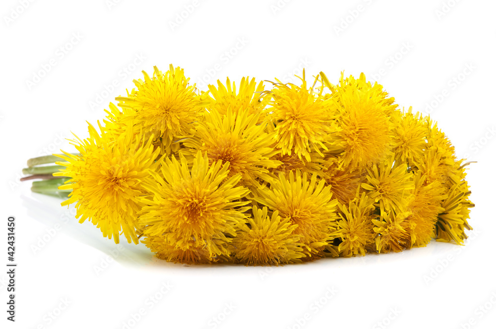 dandelion flowers dandelion flowers