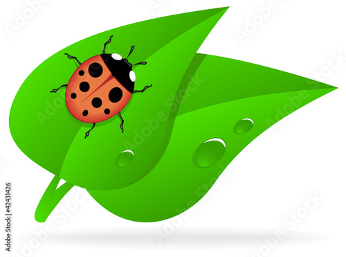 Ladybug on green leaf