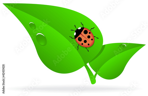 Ladybug on green leaf