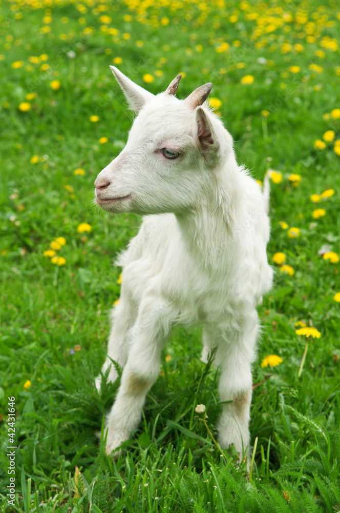 Obraz premium little white goat