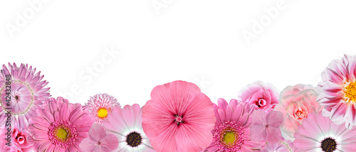 Fototapeta Naklejka Na Ścianę i Meble -  Selection of Various Pink White Flowers at Bottom Row Isolated