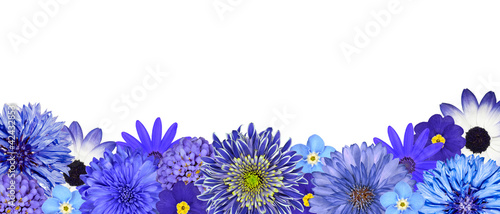 Fototapeta Naklejka Na Ścianę i Meble -  Selection of Various Blue Flowers at Bottom Row Isolated