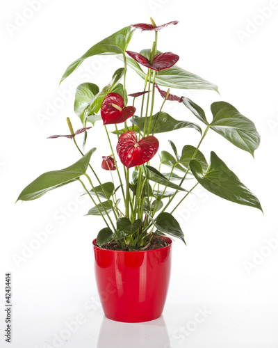 Fototapeta Naklejka Na Ścianę i Meble -  Anthurium avec pot rouge