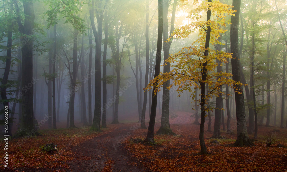 Green forest with fog during autumn