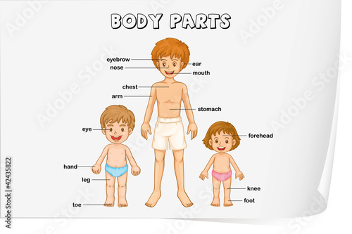 body parts