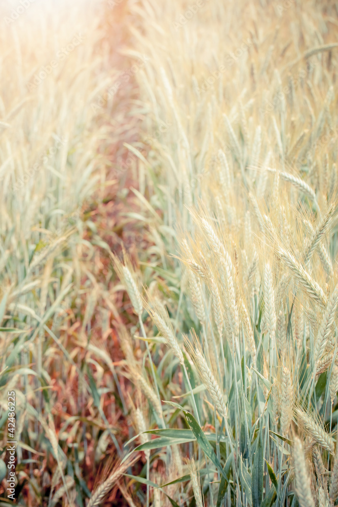 Fototapeta premium Wheat