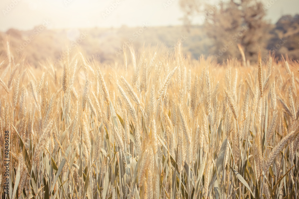Naklejka premium Wheat