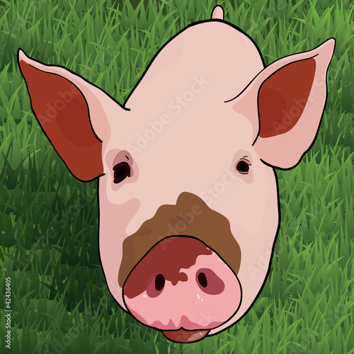 Funny pig on green grass