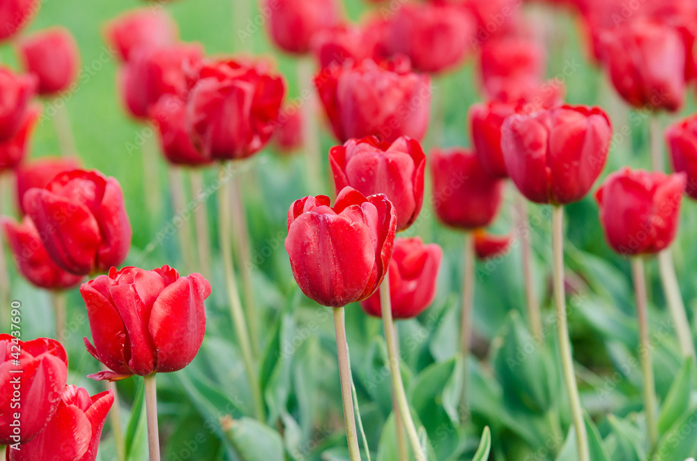 Garden with tulip flowers in summer Garden with tulip flowers in summer