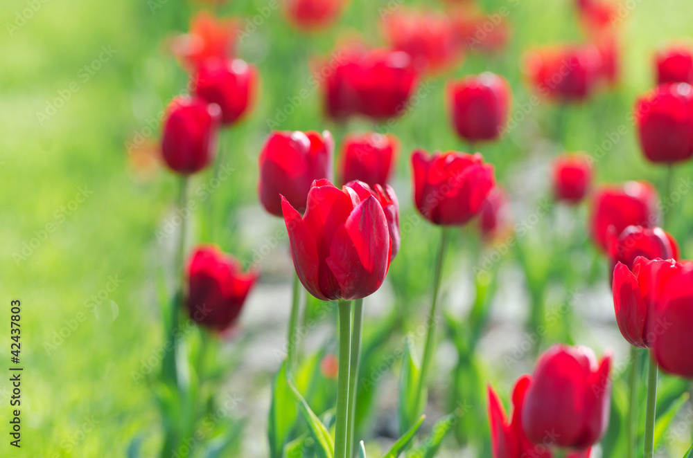 Garden with tulip flowers in summer Garden with tulip flowers in summer