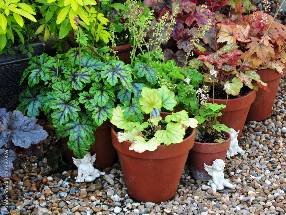 pretty heucheras