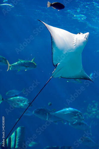 Manta ray floating underwater © Dmytro Smaglov
